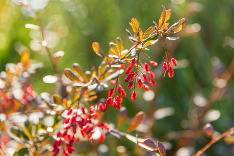 Berberine Image